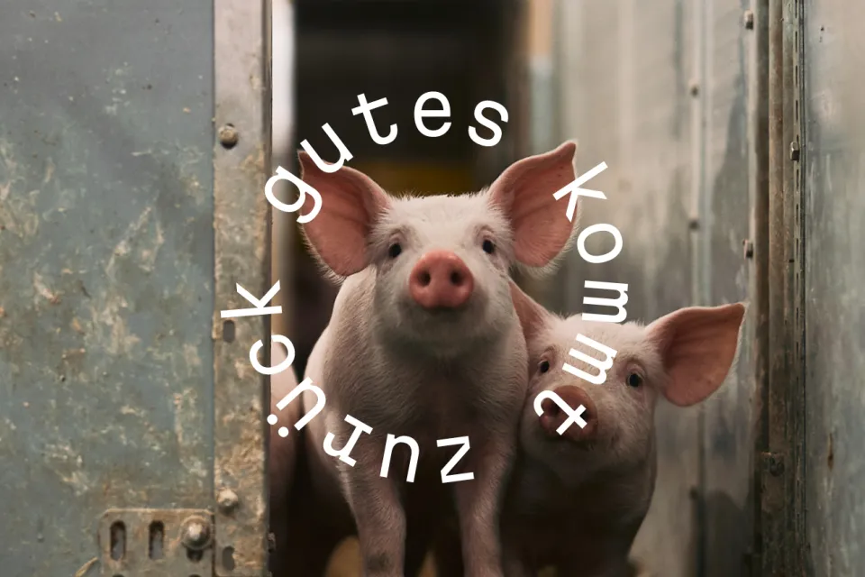 Footer-Bild: Schweinezucht